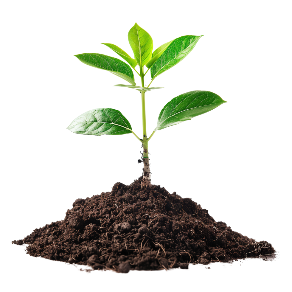 A small tree saplings emerging from rich brown soil, isolated on a transparent background png
