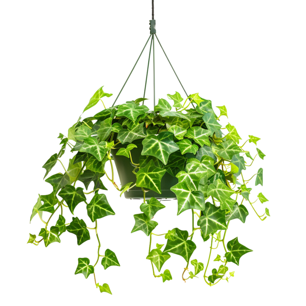 A hanging ivy plants on pot on a transparent background png