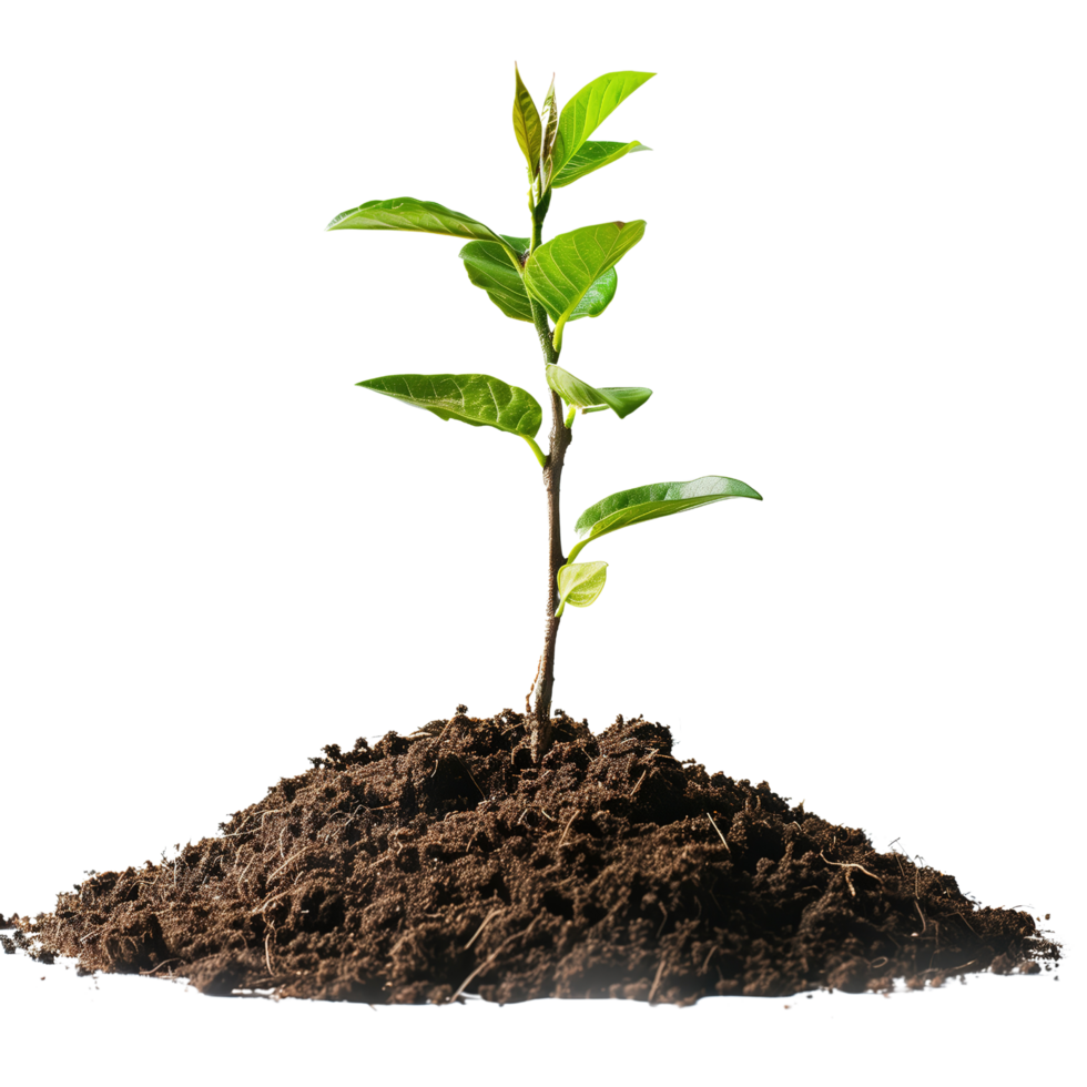 A small tree saplings emerging from rich brown soil, isolated on a transparent background png