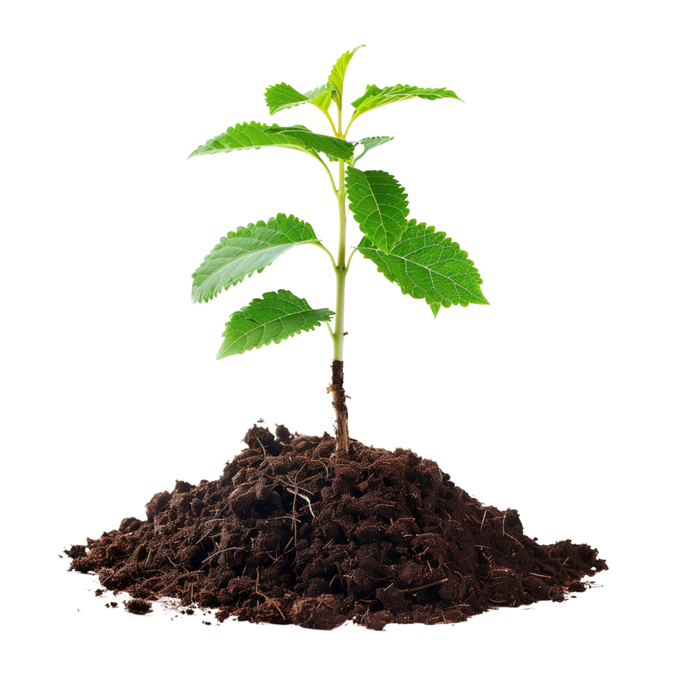 A small tree saplings emerging from rich brown soil, isolated on a transparent background png