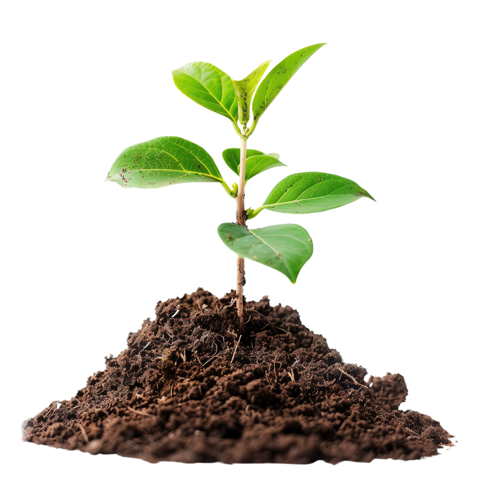 A small tree saplings emerging from rich brown soil, isolated on a transparent background png