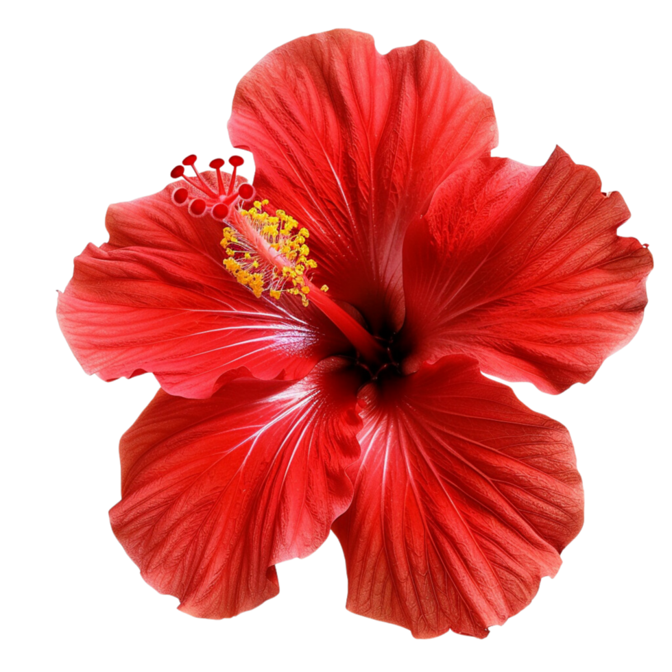 A tropical red hibiscus flowers on a transparent background png