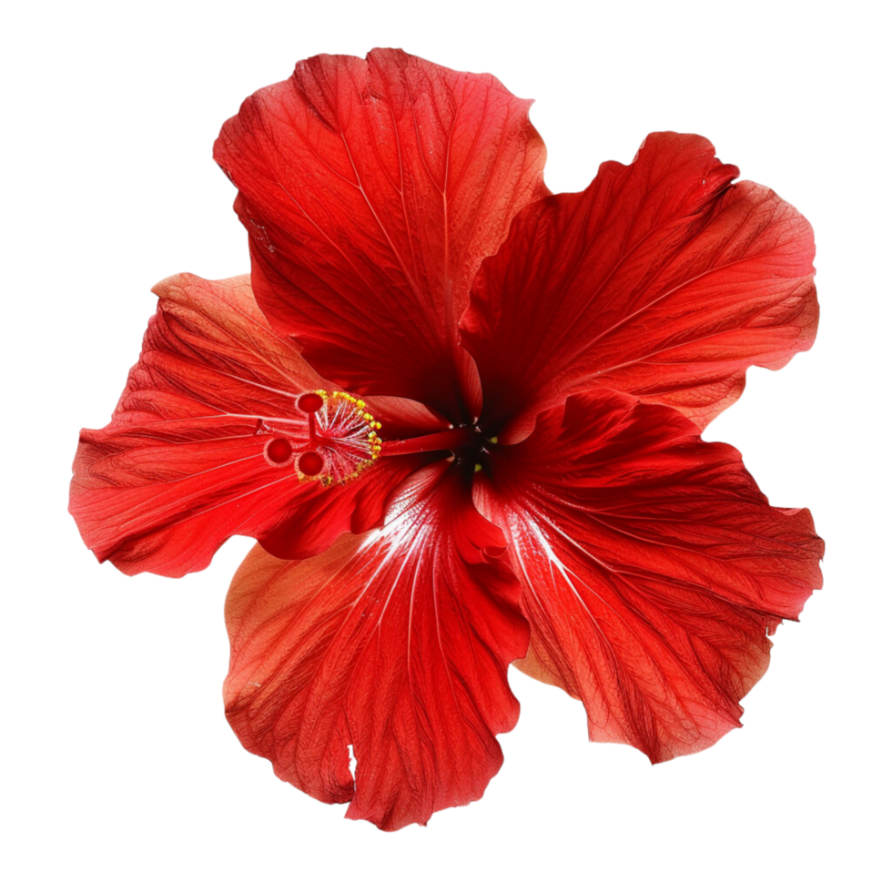 A tropical red hibiscus flowers on a transparent background png