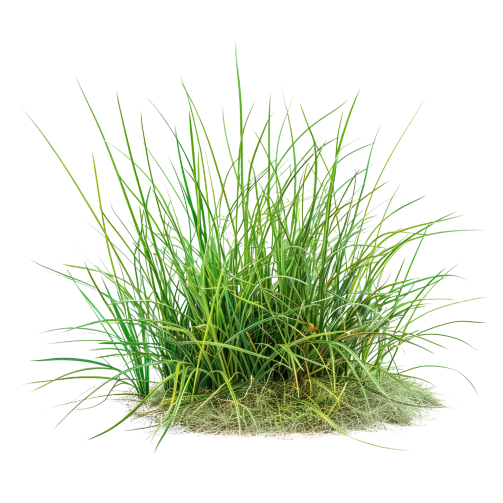 Tussock of grass on a transparent background png