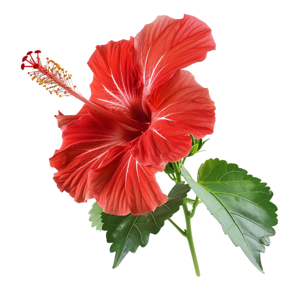 A tropical red hibiscus flowers on a transparent background png