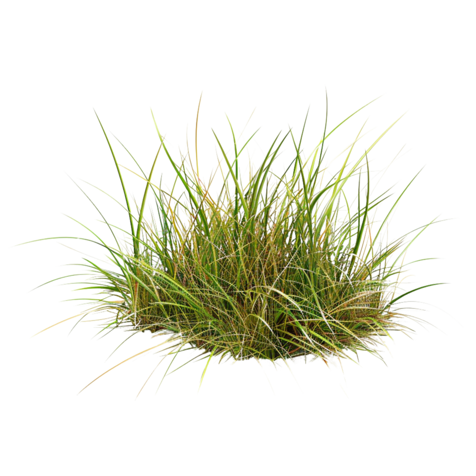 Tussock of grass on a transparent background png