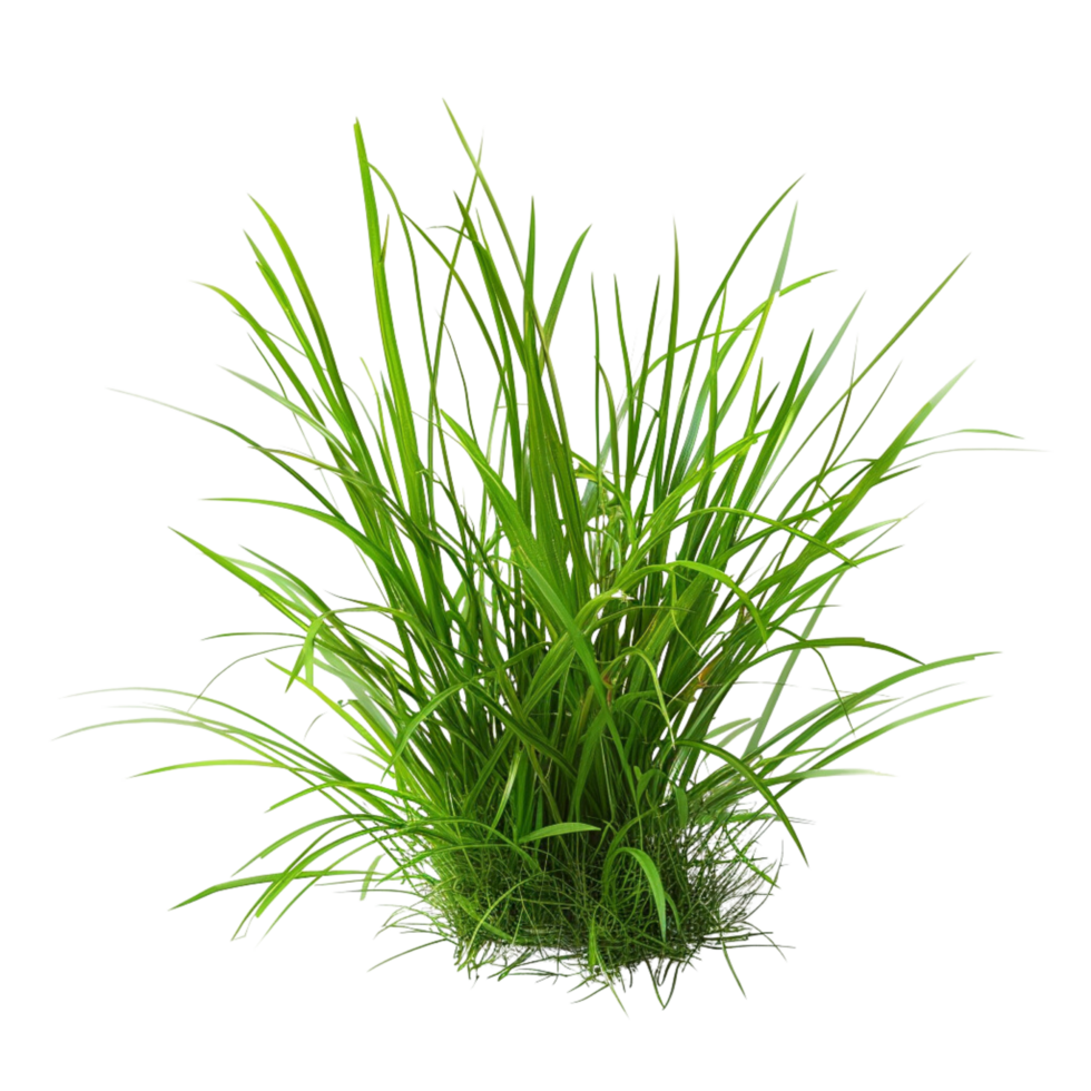 Tussock of grass on a transparent background png