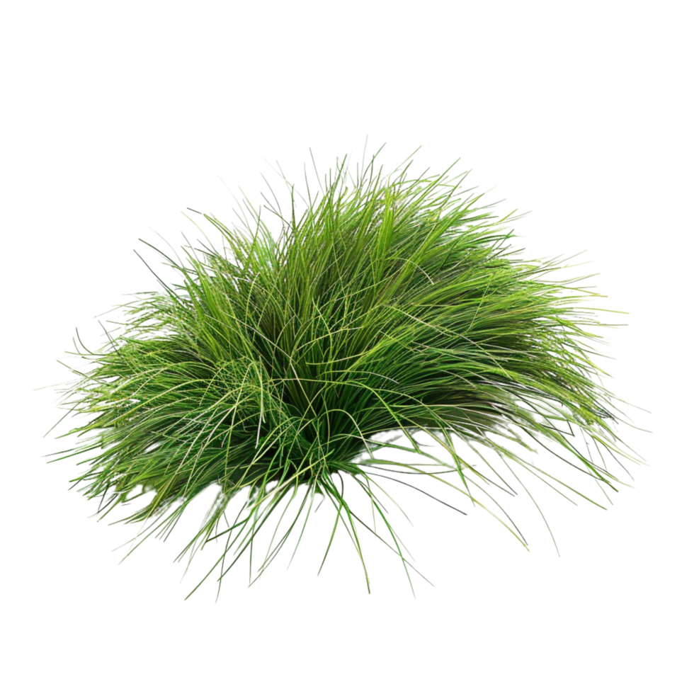 Tussock of grass on a transparent background png