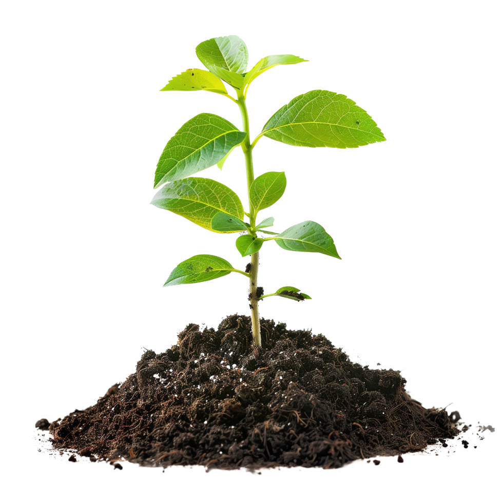 A small tree saplings emerging from rich brown soil, isolated on a transparent background png