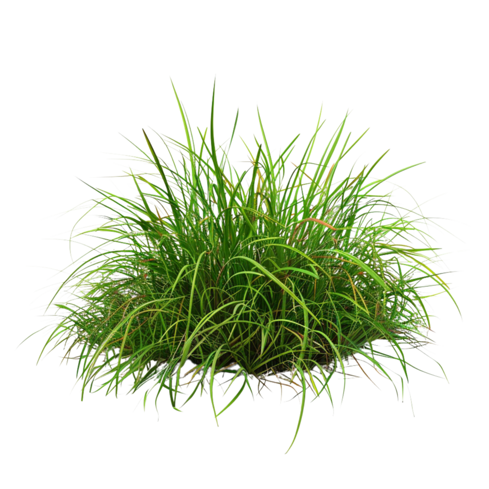 Tussock of grass on a transparent background png