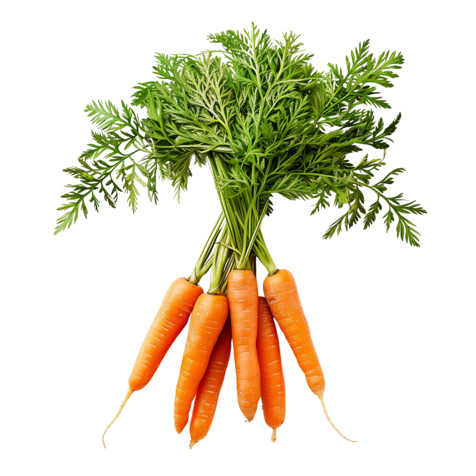 A bunch of fresh orange carrots with green tops isolated on a transparent background png