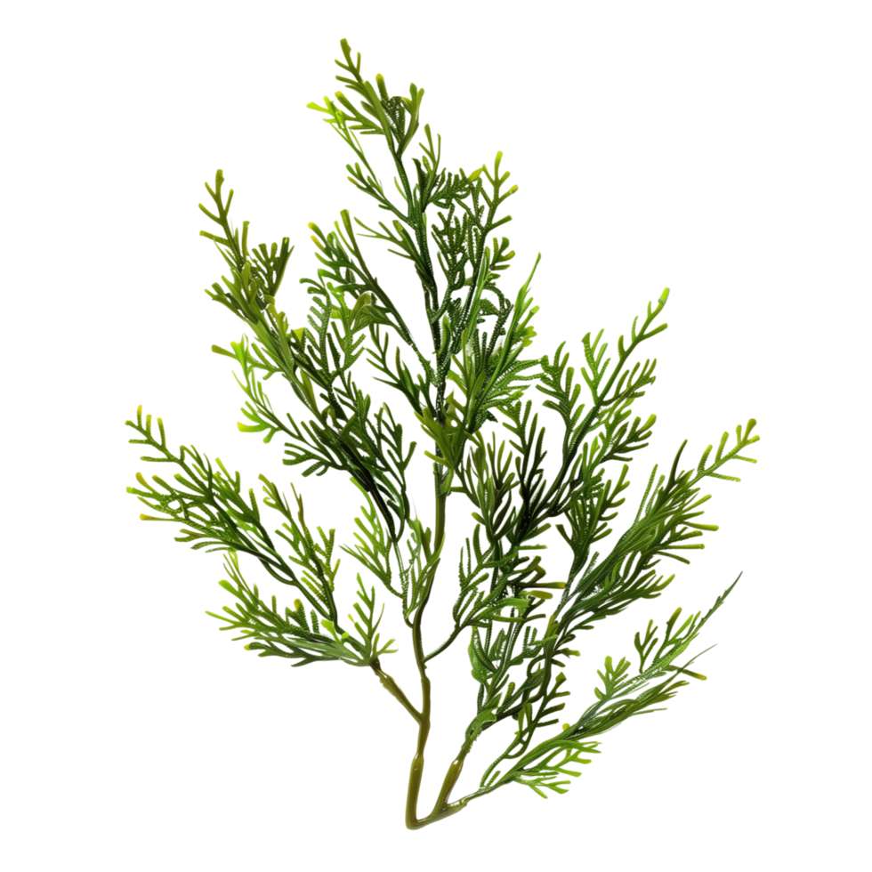 A close-up shot of Codium Sea Weed with intricate green branches isolated on a transparent background png