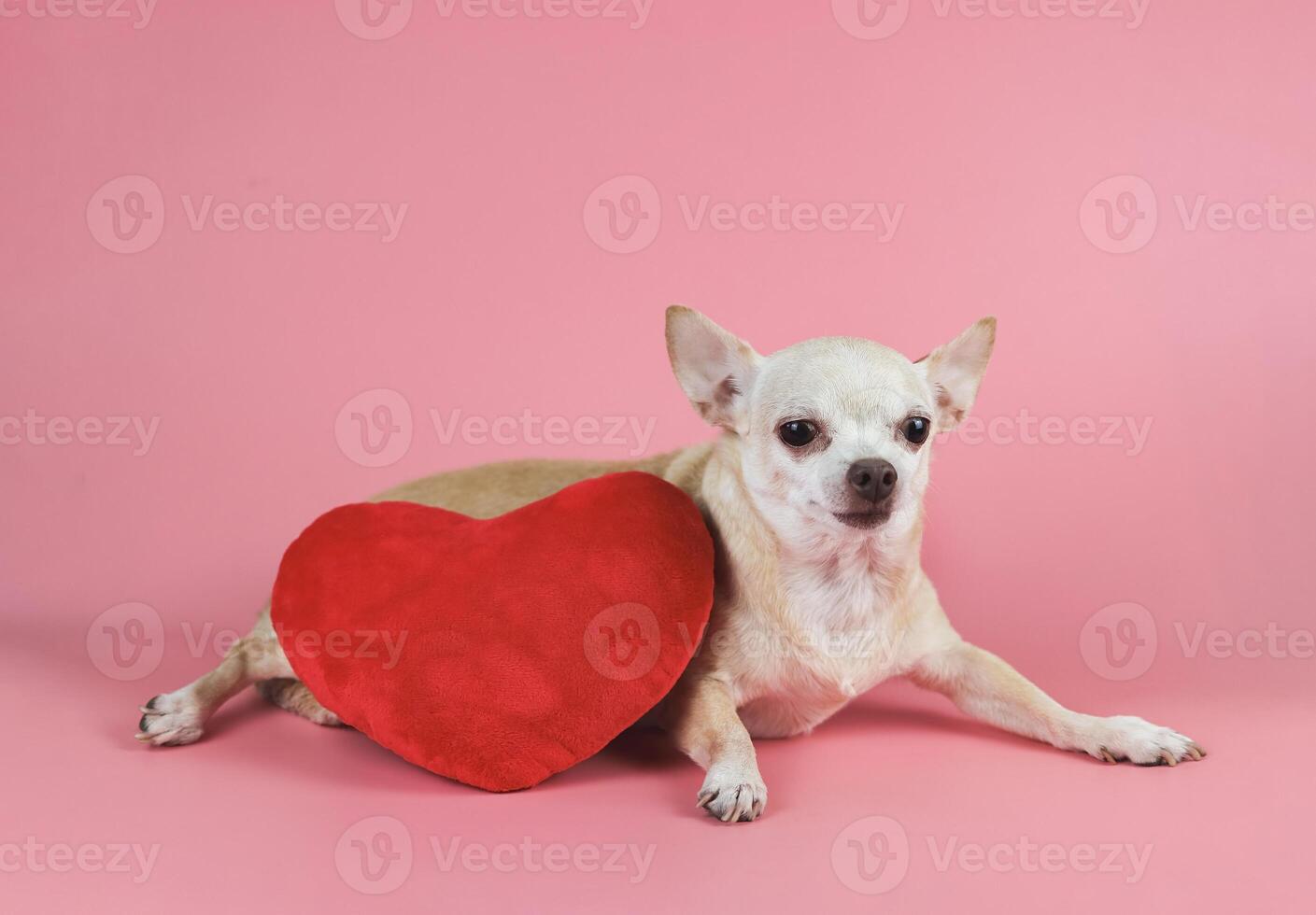 brown Chihuahua dog lying down with red heart shape pillow on pink background .isolated. Valentine's day concept. photo