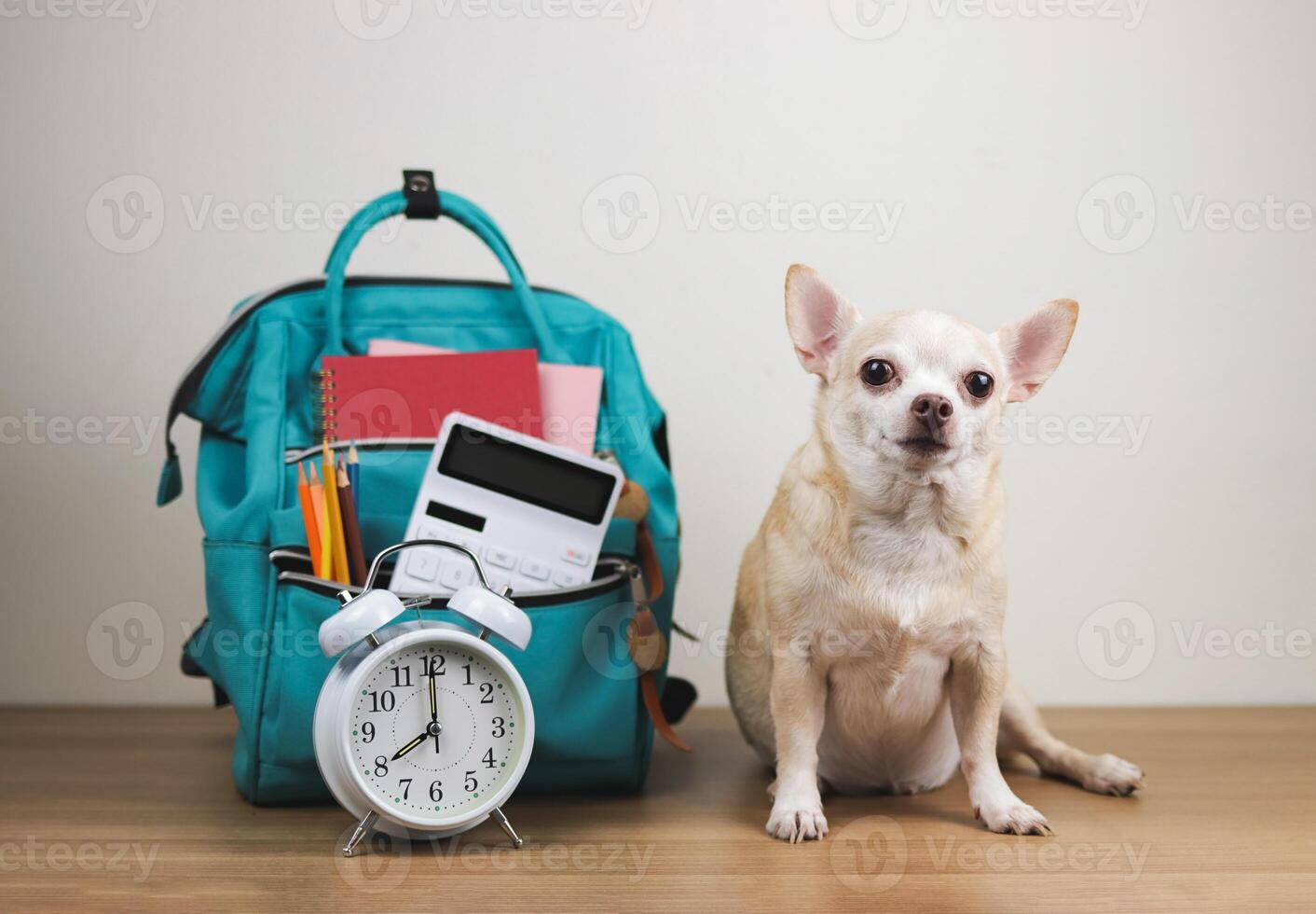 brown short hair chihuahua dog sitting on wooden table and white background with green school backpack and alarm clock. Back to school concept. photo
