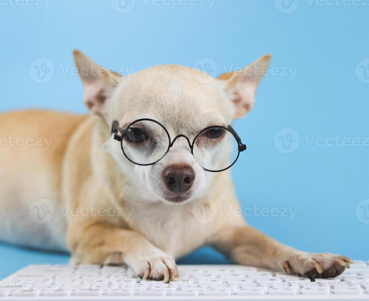 brown Chihuahua dog wearing eye glasses, typing on computer keyboard. Blue background. photo