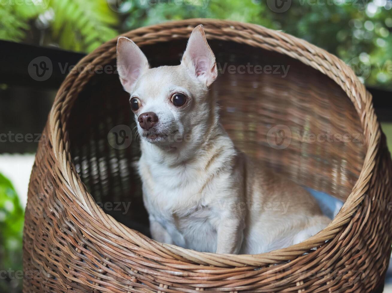 brown short hair chihuahua dog sitting in rattan pet house with green plant background. photo