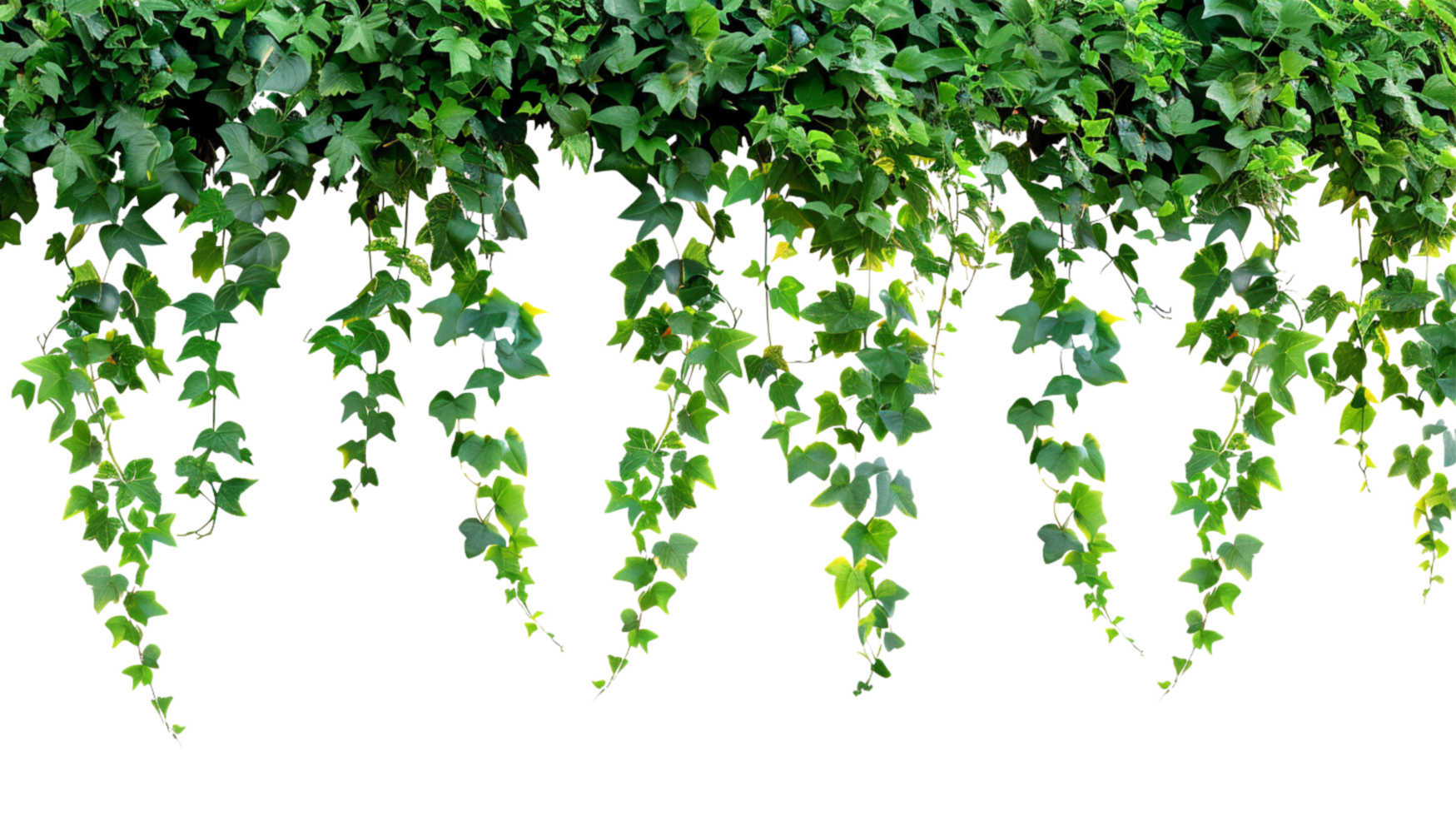 Tropical creeper border hanging on a transparent background png