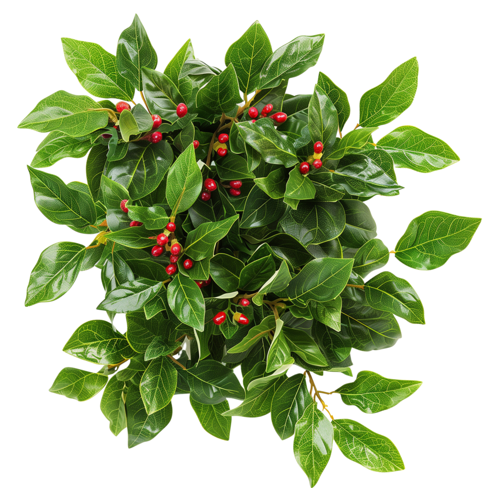 A lush green bush with vibrant leaves and small red berries isolated on a transparent background png
