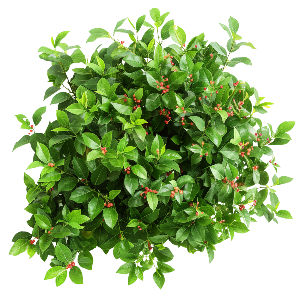 A lush green bush with vibrant leaves and small red berries isolated on a transparent background png