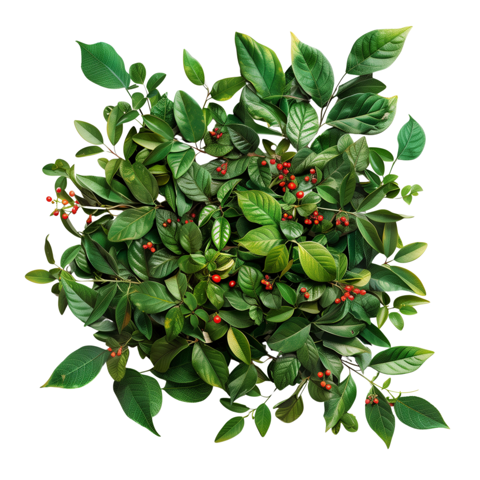 A lush green bush with vibrant leaves and small red berries isolated on a transparent background png