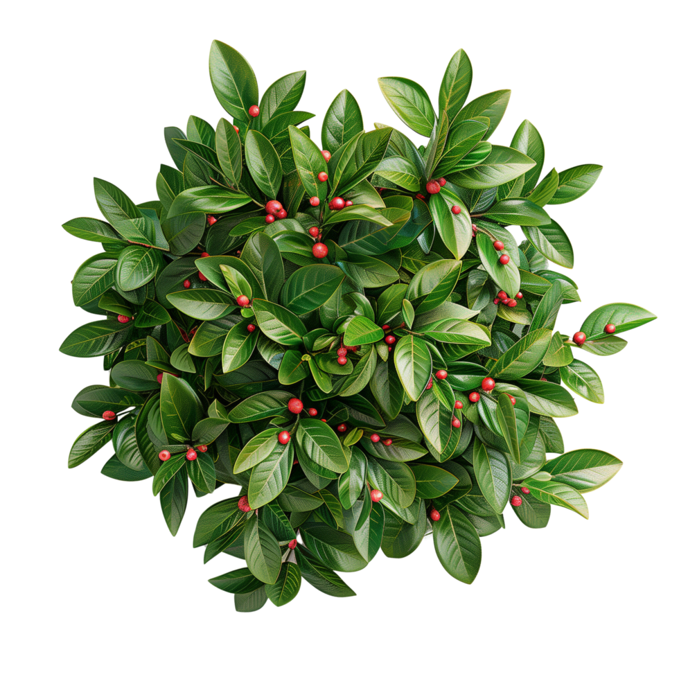 A lush green bush with vibrant leaves and small red berries isolated on a transparent background png
