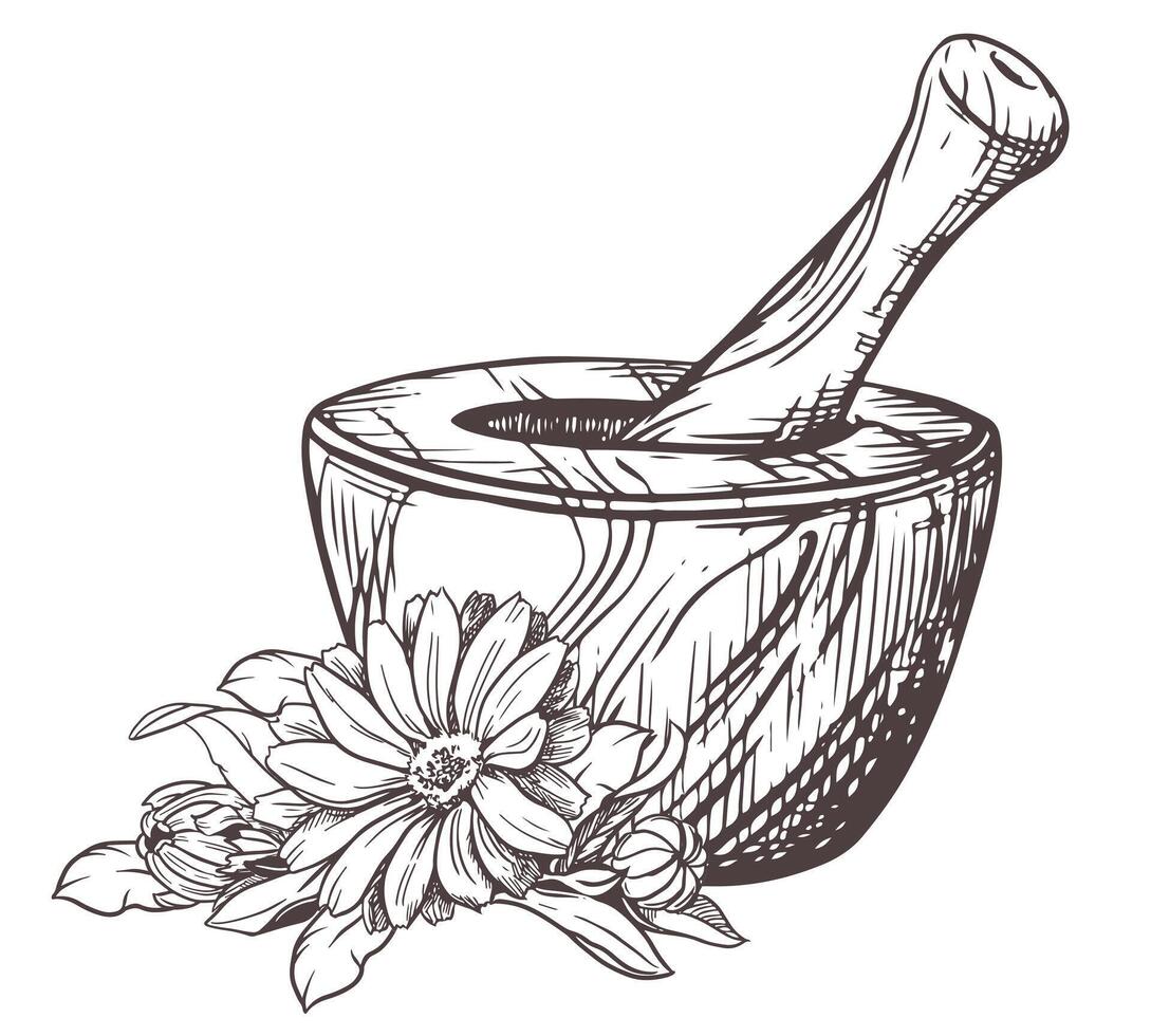 Calendula flowers and a wooden mortar for grinding herbs. illustration of a medicinal plant. A hand-drawn sketch in the technique of engraving. Isolated design elements in rustic style. vector