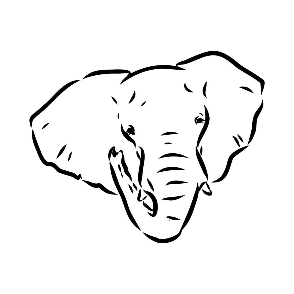 African elephant sketch vector