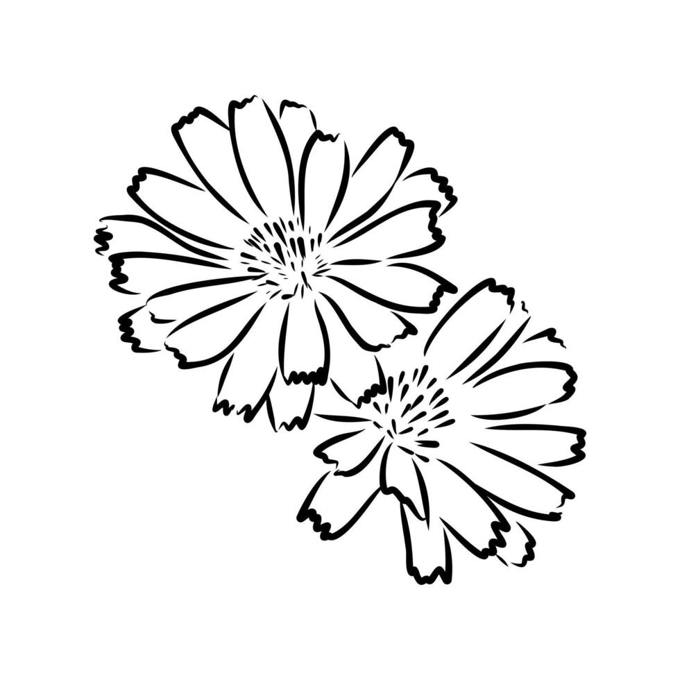chicory flower sketch vector