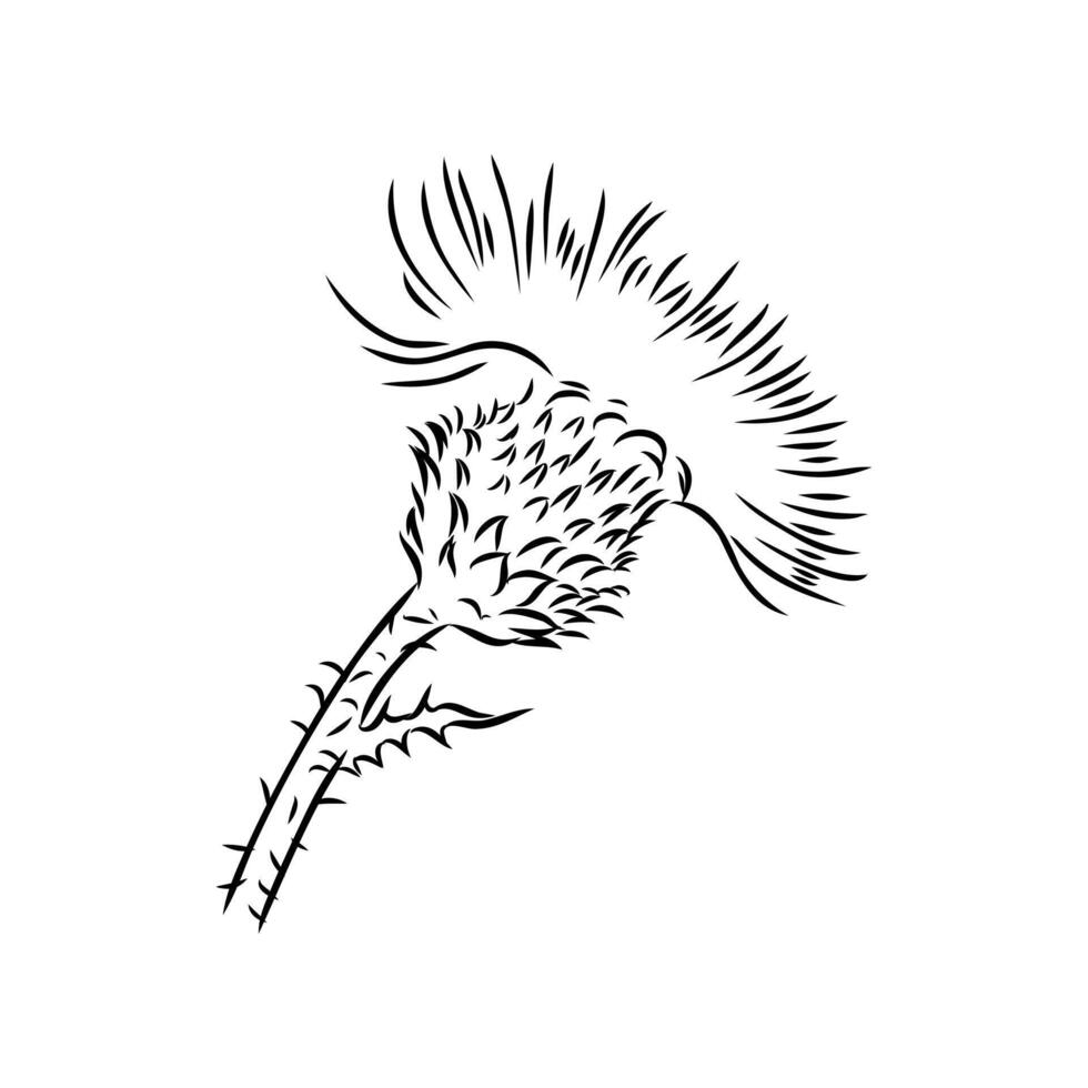 milk thistle flower sketch vector