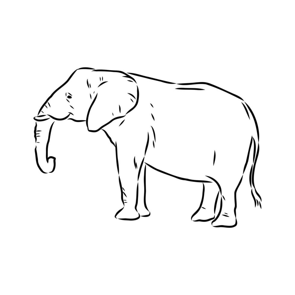 African elephant sketch vector