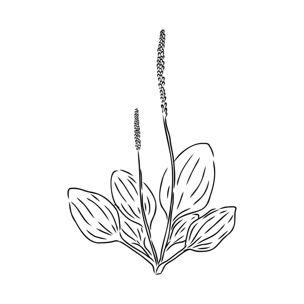 plantain plant sketch vector