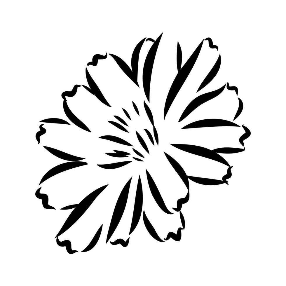 chicory flower sketch vector