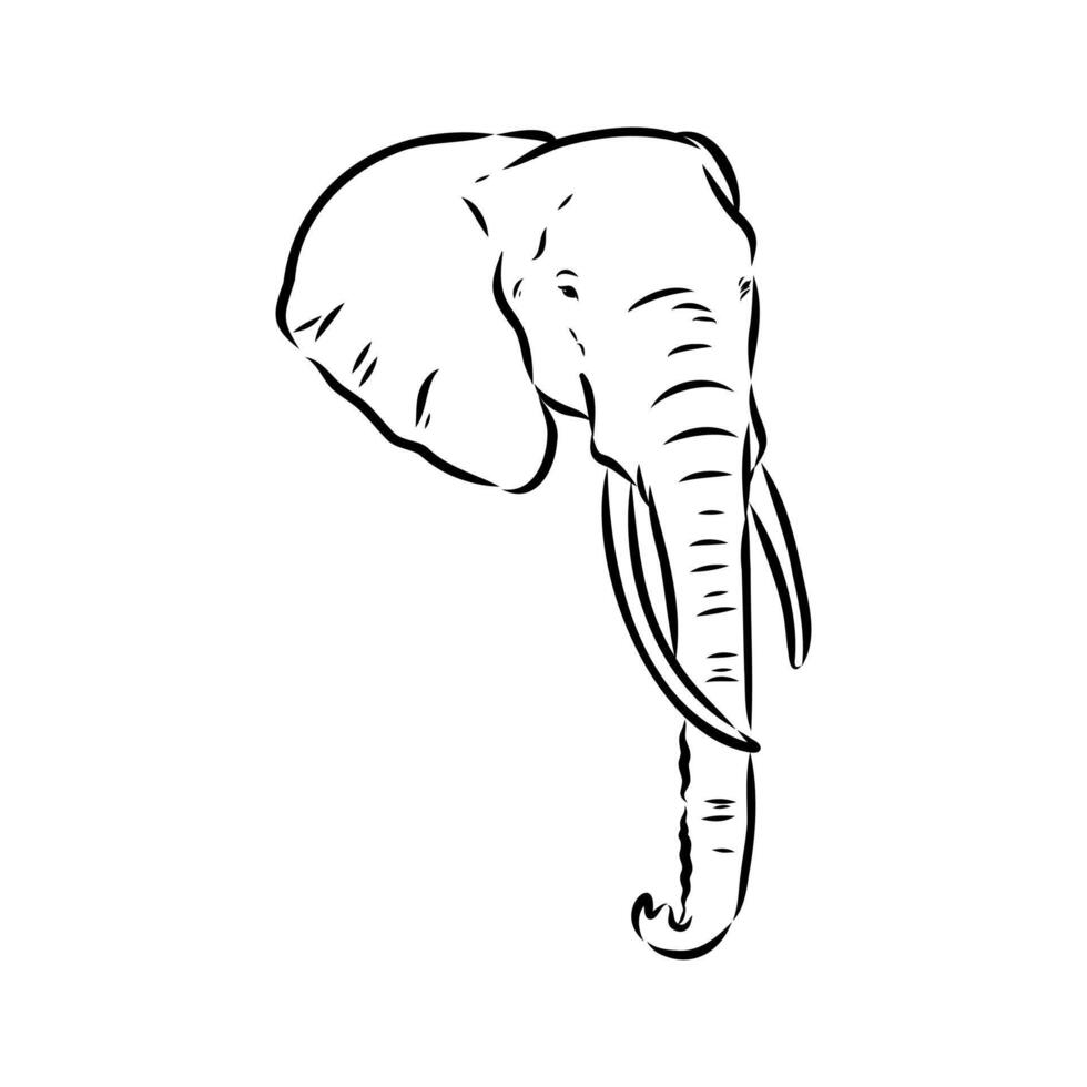 African elephant sketch vector
