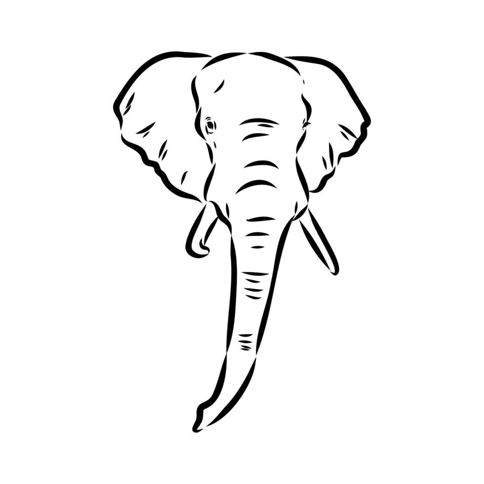 African elephant sketch vector