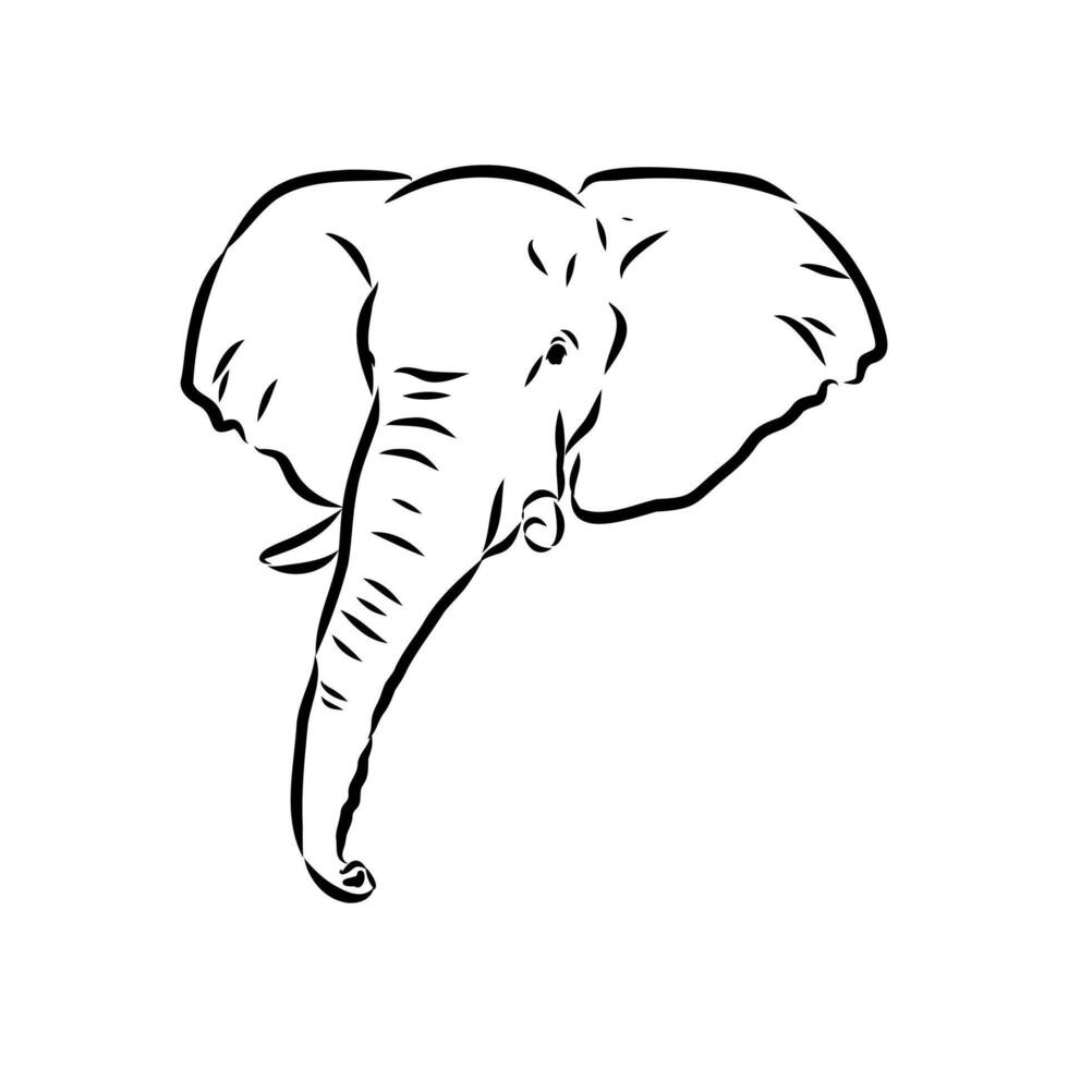African elephant sketch vector