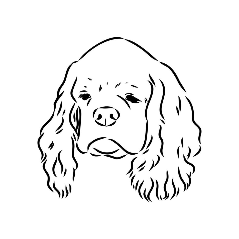 American Cocker spaniel sketch vector