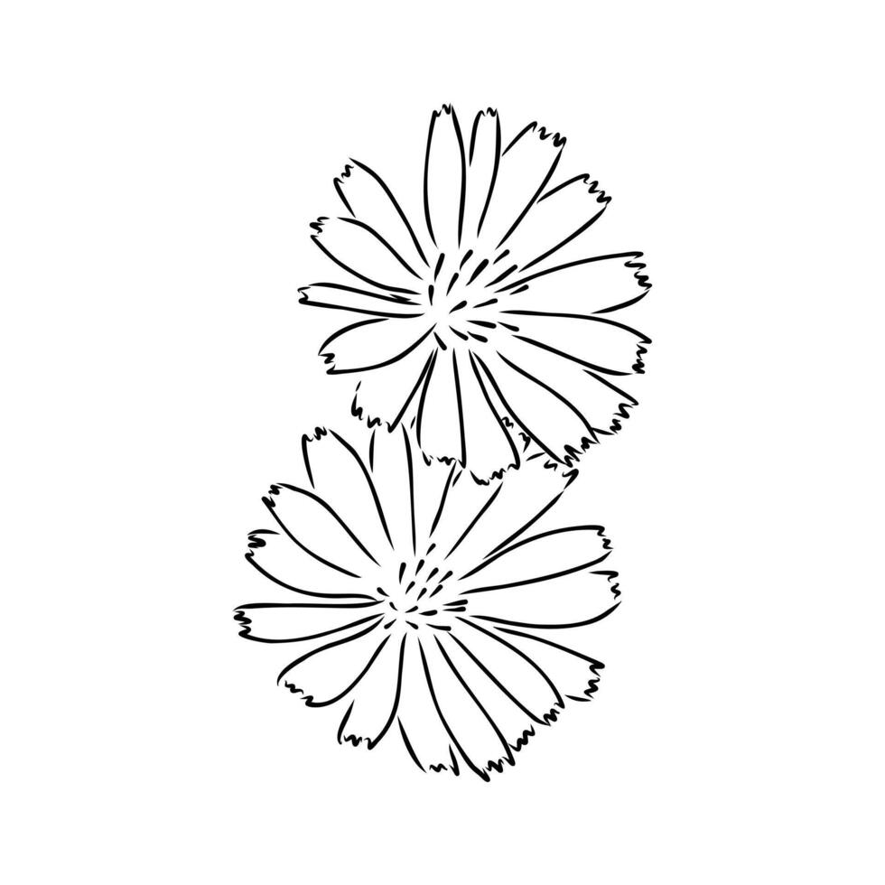 chicory flower sketch vector