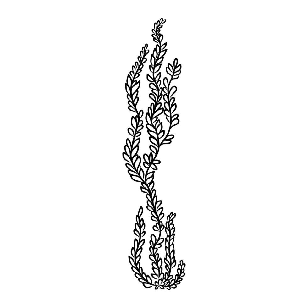 cartoon algae sketch vector