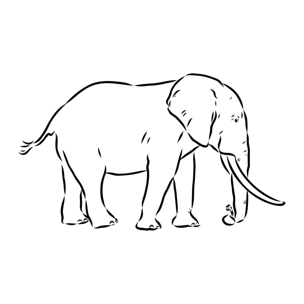 African elephant sketch vector