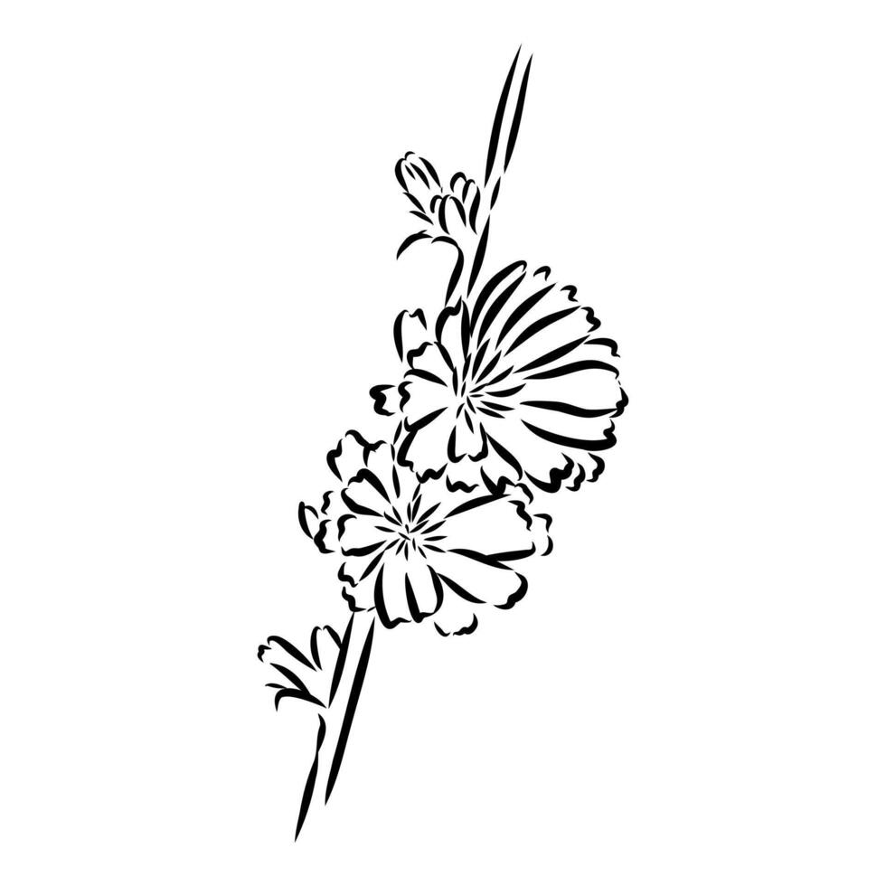 chicory flower sketch vector