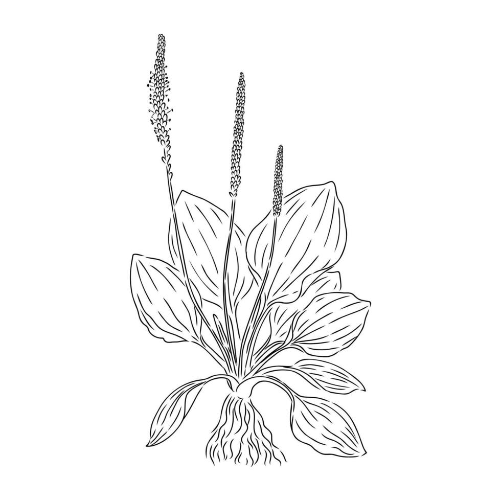 plantain plant sketch vector