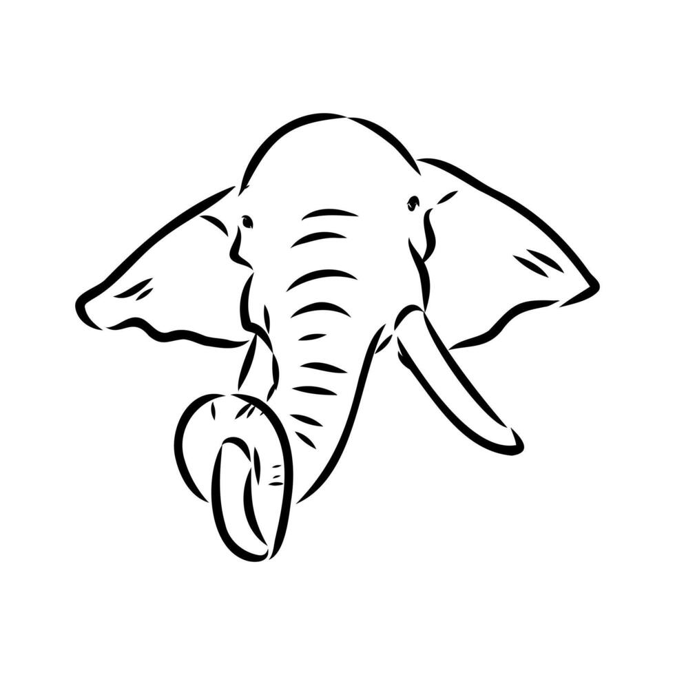 African elephant sketch vector
