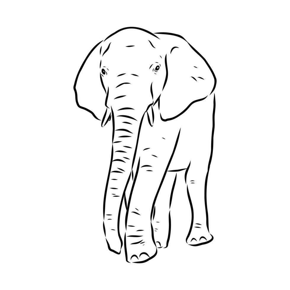 African elephant sketch vector