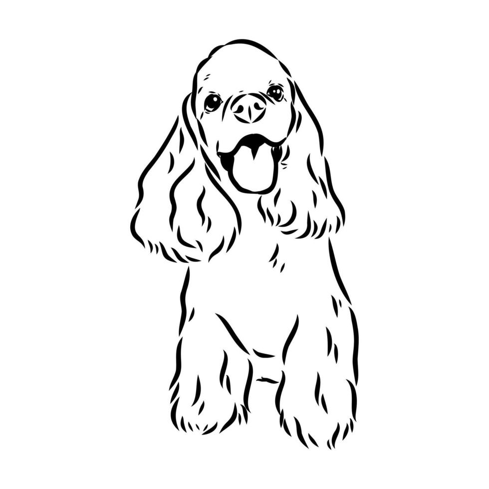 American Cocker spaniel sketch vector