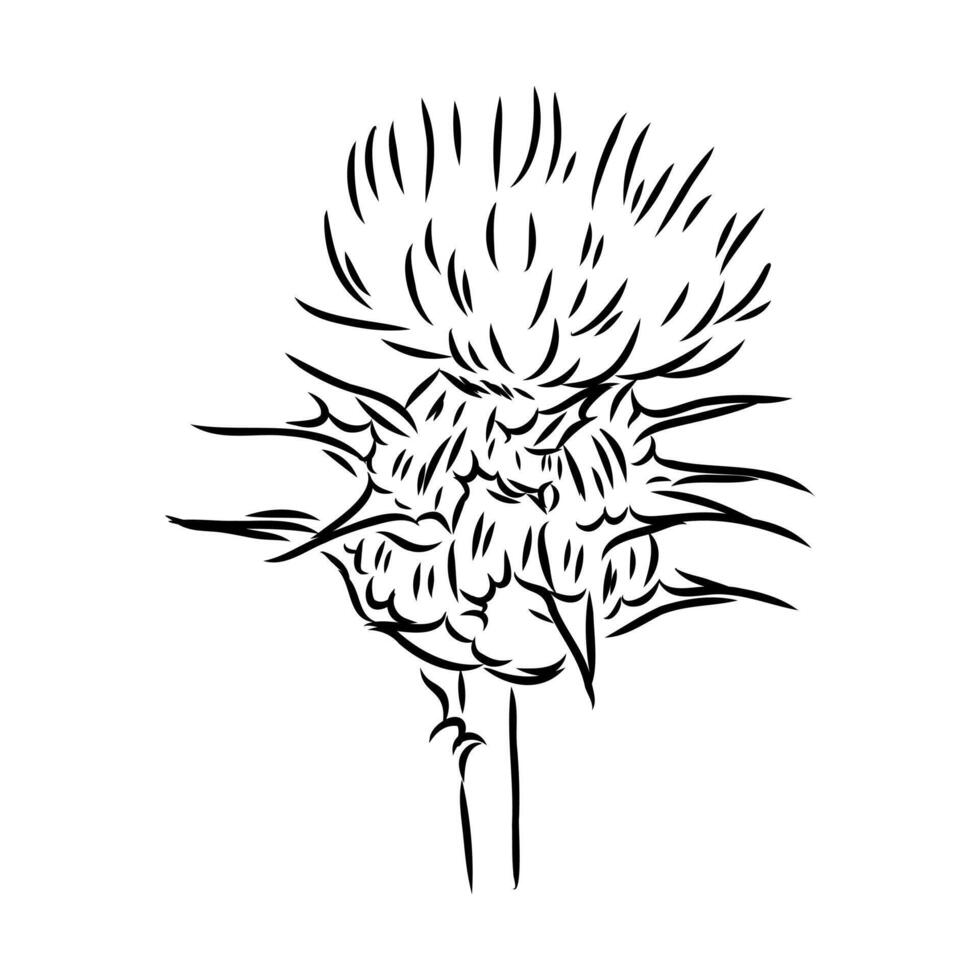 milk thistle flower sketch vector