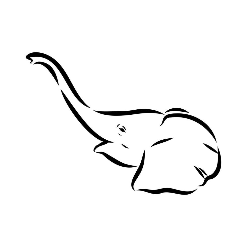 African elephant sketch vector