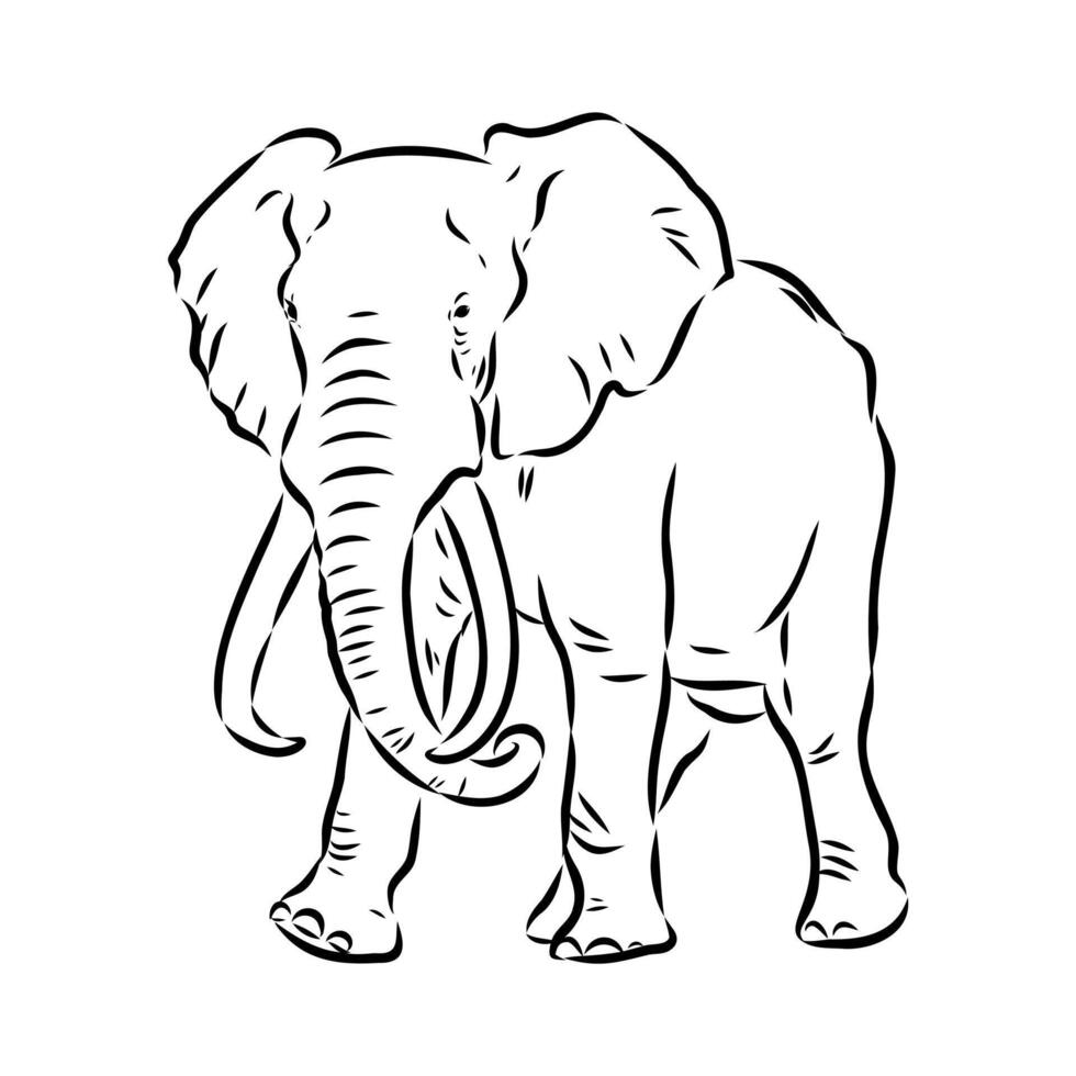 African elephant sketch vector