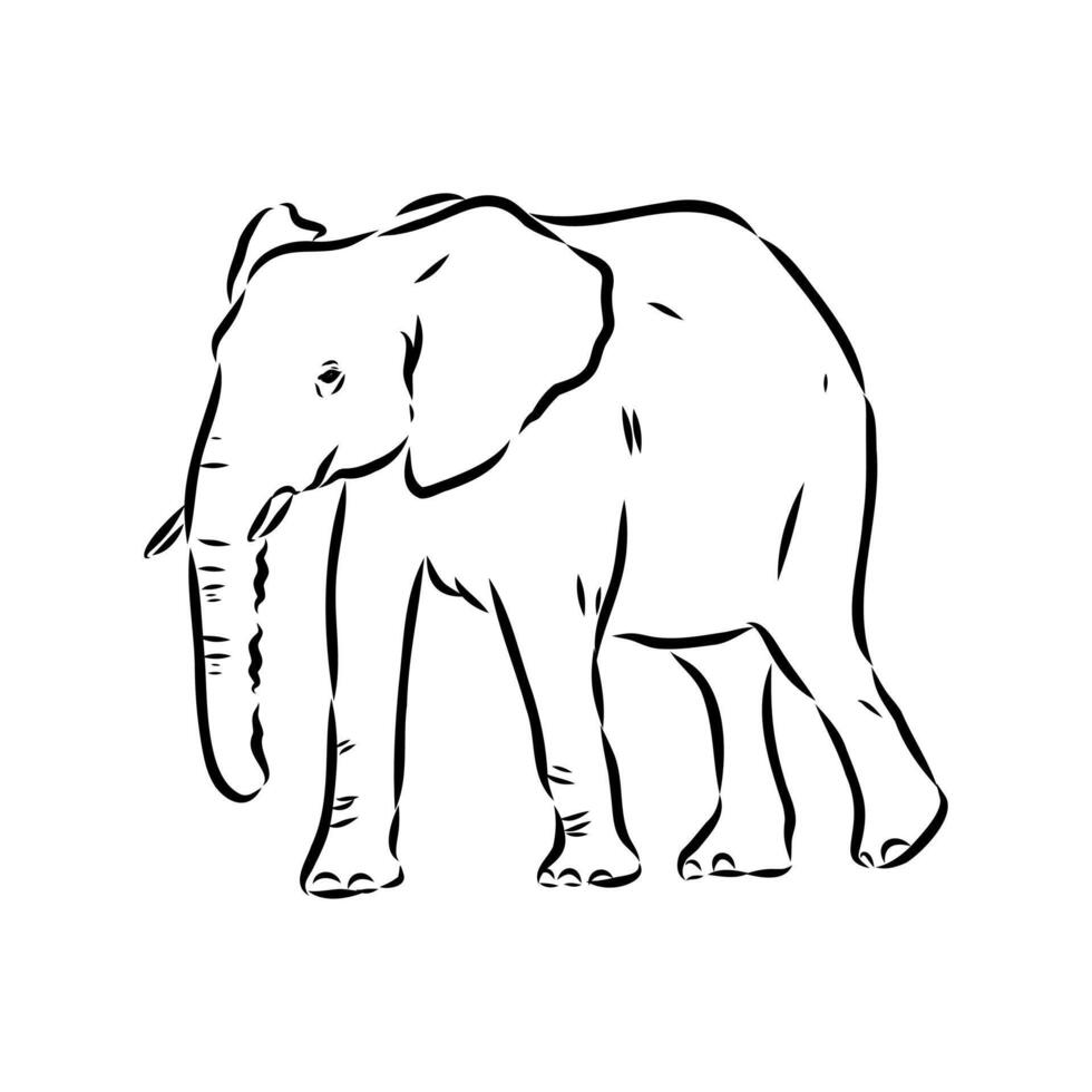 African elephant sketch vector