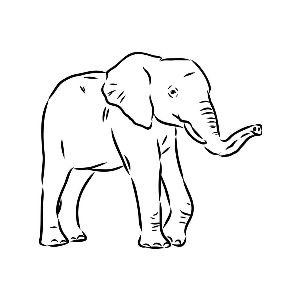 African elephant sketch vector