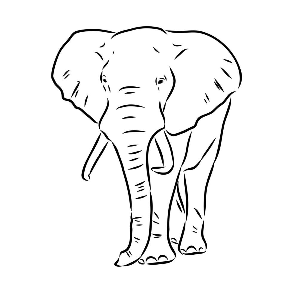 African elephant sketch vector